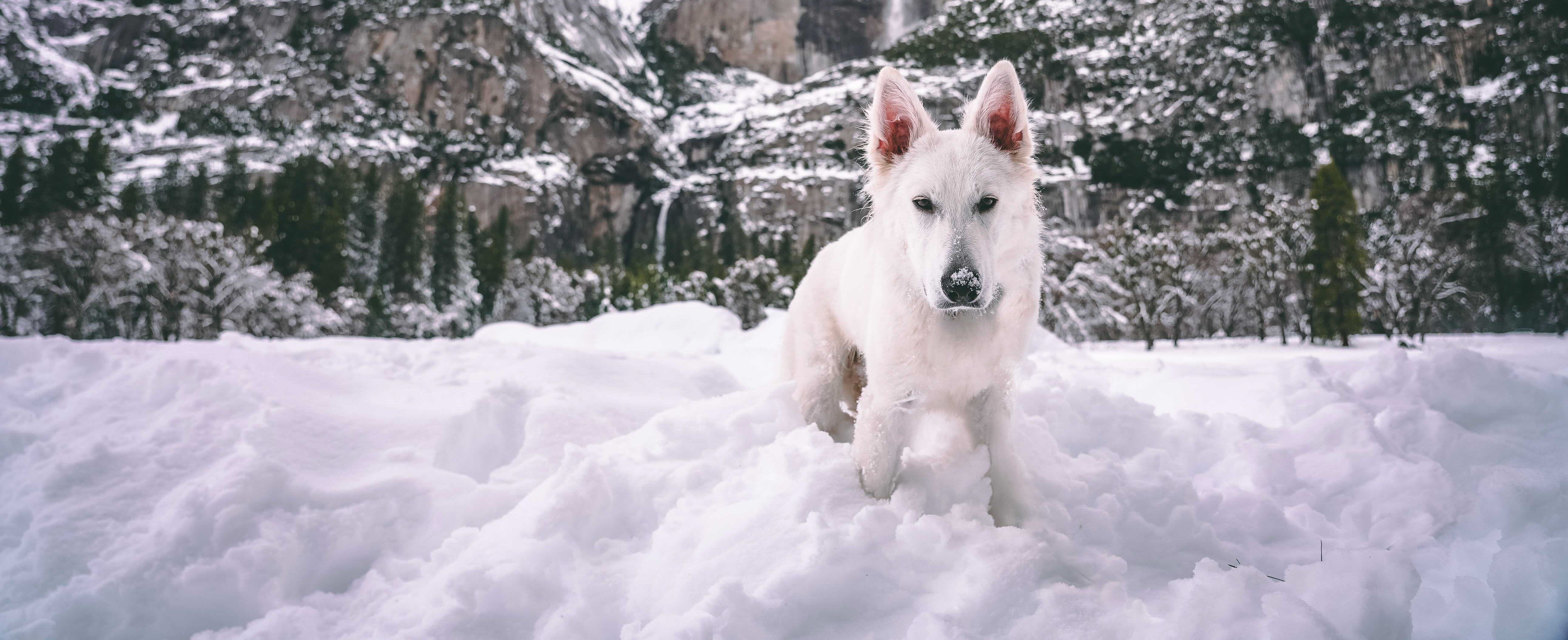 Owner & Breeder mentoring