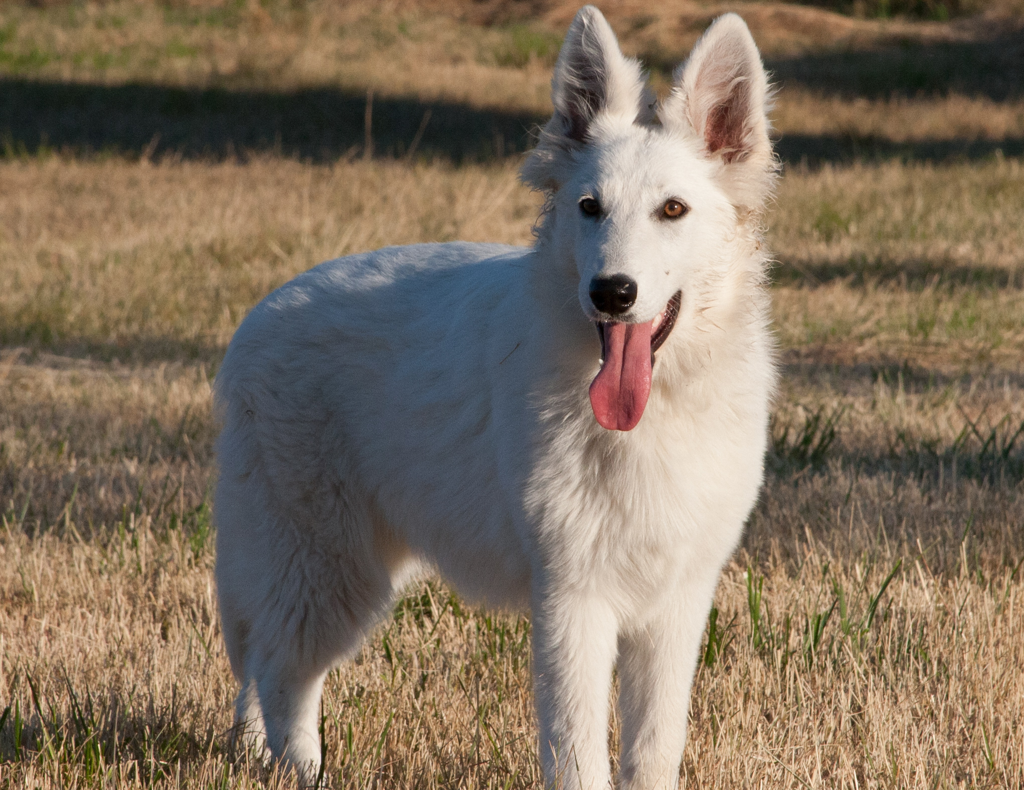 Breed Recognition Status as of 2025