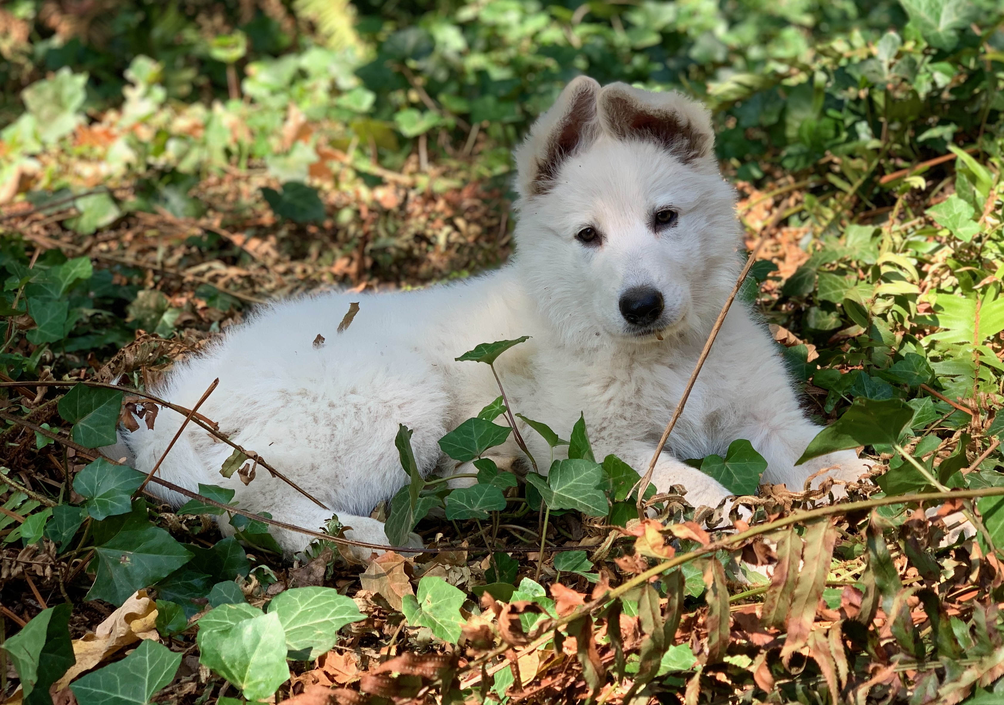 How to find a reputable breeder